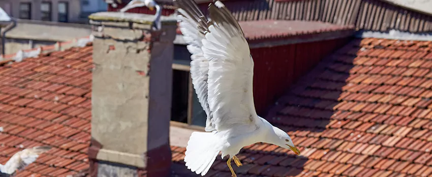 Residential Chimney Animal Removal Solution in Lindenhurst, IL